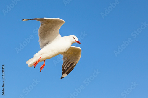 Red-Billed Gulll in Flight photo