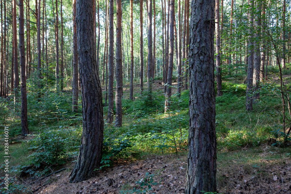 Fototapeta premium german forest in summer with trees and fern