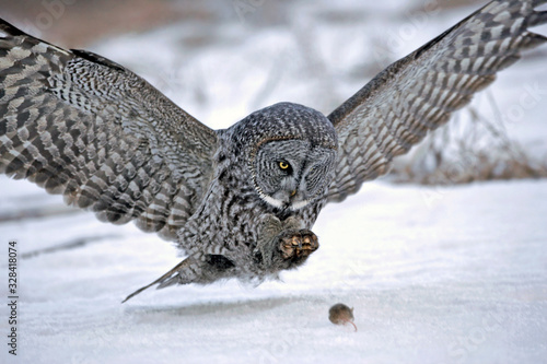 Hunting Great Grey Owl in flight, about to catch a mouse 