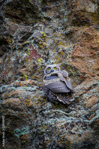 Baby Great Horned Owl