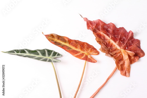Red and green leaf with water droplets isolated on a white background