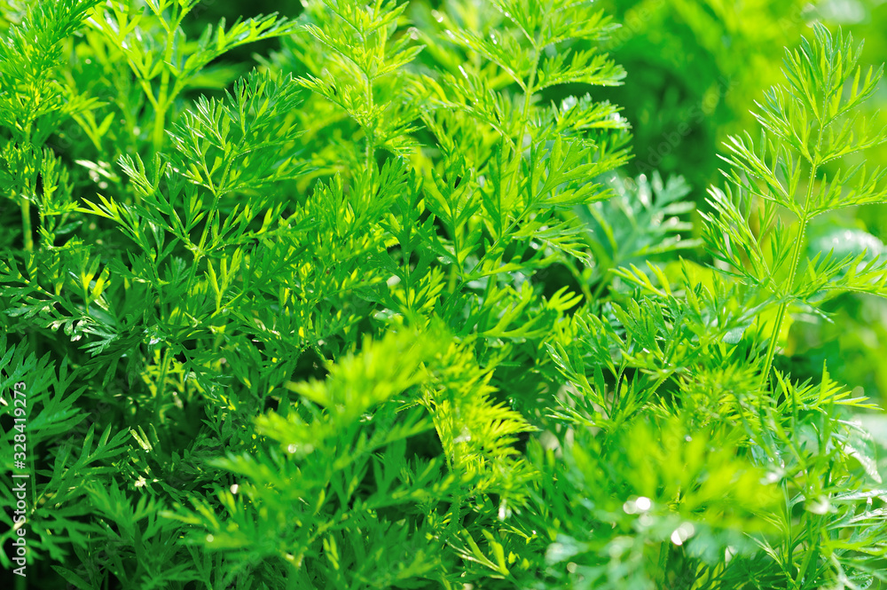 Green carrot plants in growth at vegetable garden Green carrot plants in growth at vegetable garden