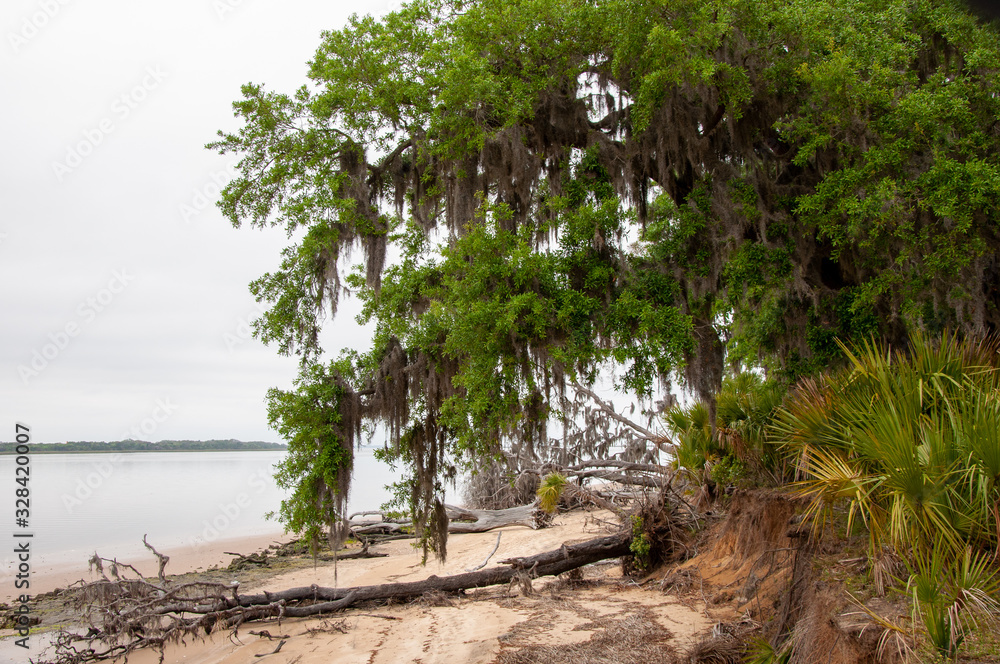 tree on the beach at Cumberland Island National Seashore tree on the beach at Cumberland Island National Seashore