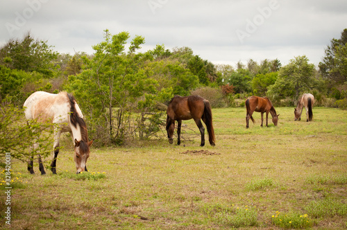 horses grazing in a field © Michele