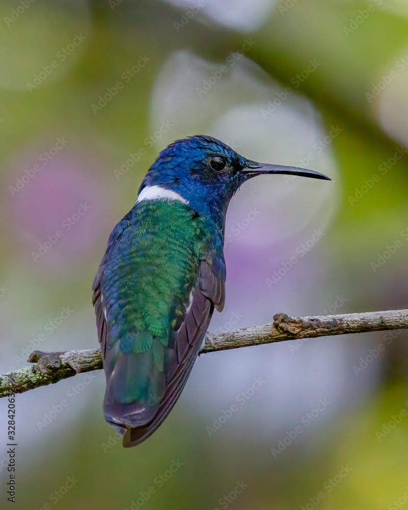 Fototapeta premium White-necked jacobin - 9769