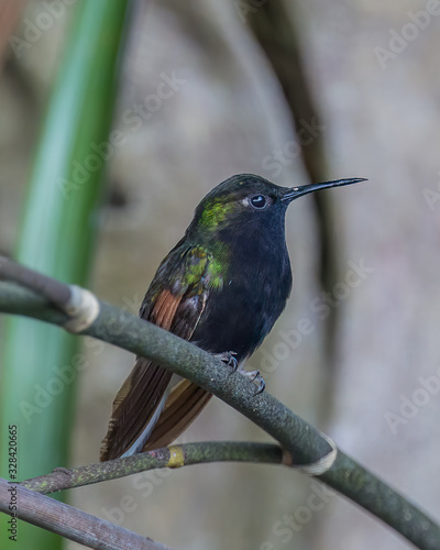 Black-bellied hummingbird - 7250 photo