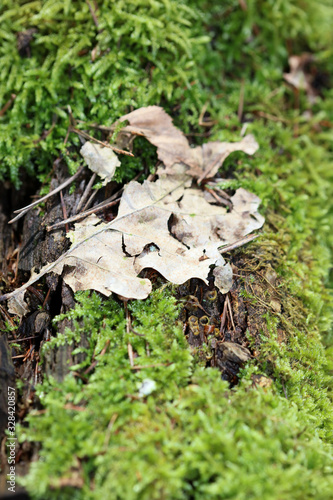 Lichens on tree macro background stock photography high quality prints