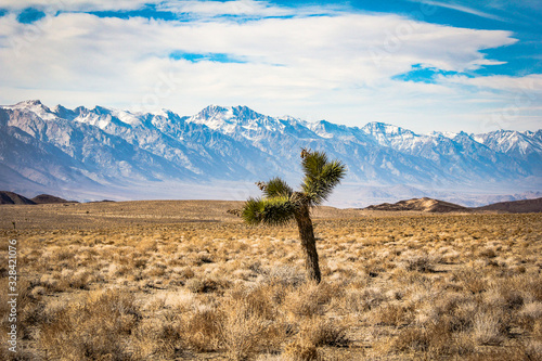 Death Valley Joshua Tree