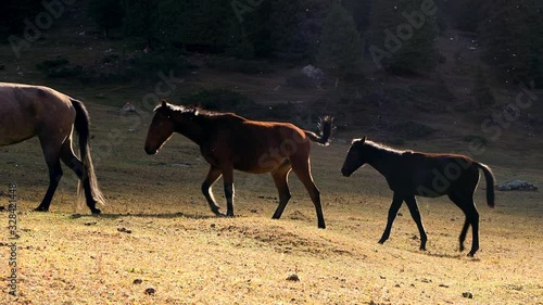 Wallpaper Mural forest and horses walking in  kyrgyzstan Torontodigital.ca