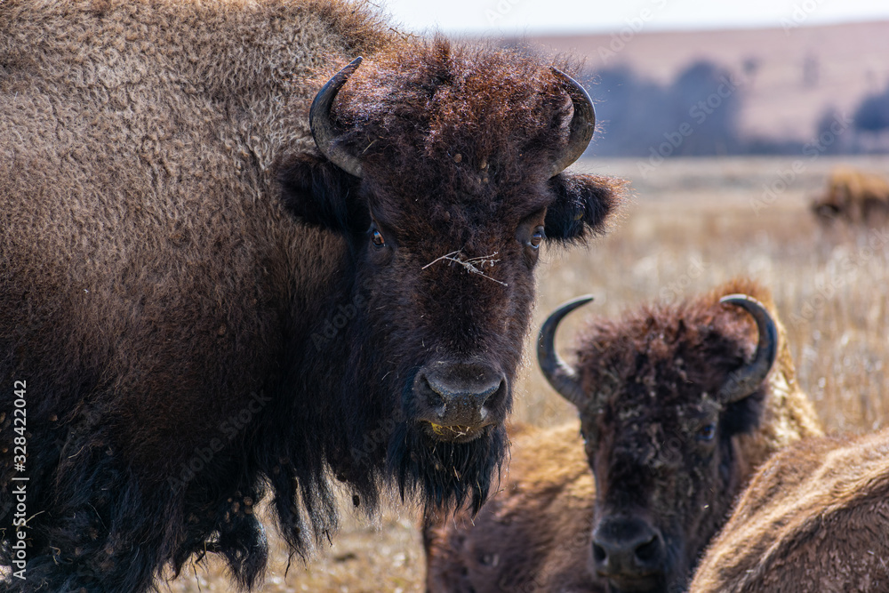 Fototapeta premium Female Bison old and new Joseph H Williams Tall Grass Prairie Preserve Oklahoma