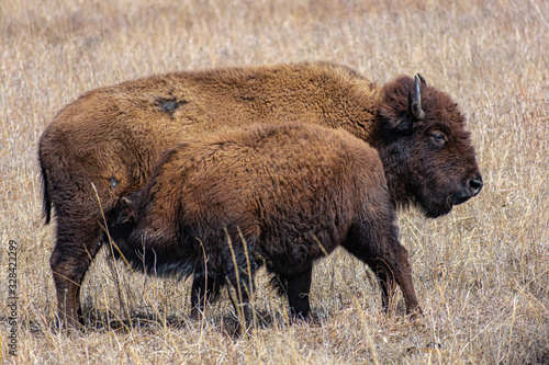 Bison feeding calf, Joseph H Williams Tall Grass Prairie Preserve © Joel