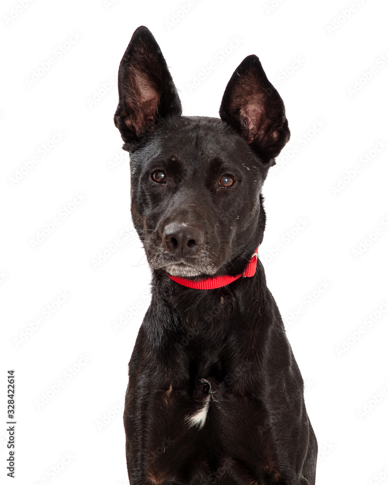 Closeup Black Shepherd Crossbreed Dog