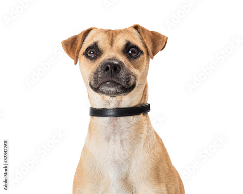 Close-up Small Mixed Breed Dog © adogslifephoto