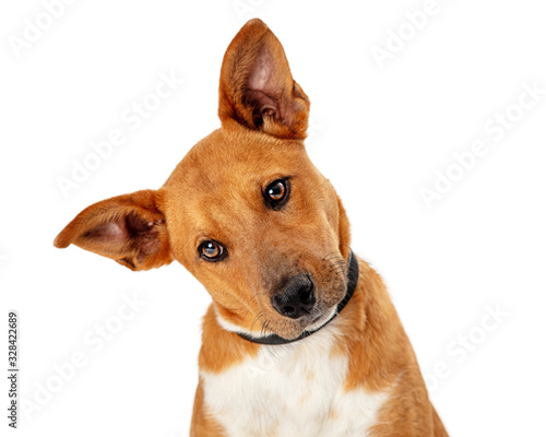 Cute Brown Dog Tilting Head Closeup © adogslifephoto
