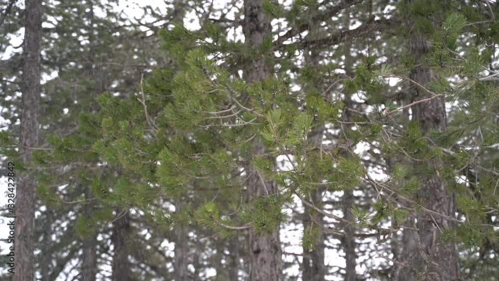 Frosty winter landscape in snowy forest. Snow falls in pine forest. Frosty winter landscape in snowy forest. Snow falls in pine forest.