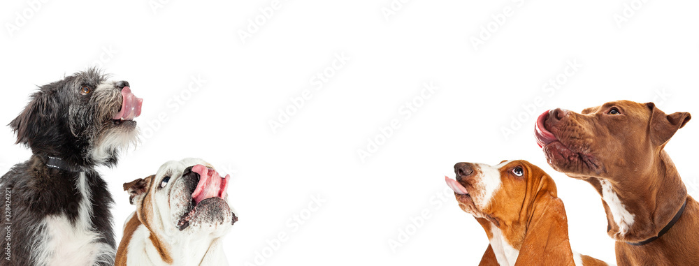 Φωτογραφία Hungry Dogs Salivating on Horizontal Web Banner