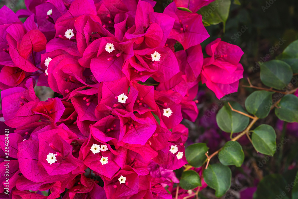 Purple bougainvillea flowers with blurred background in green bushes.