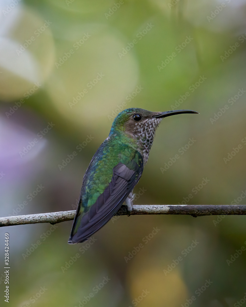 Fototapeta premium Coppery-headed emerald (immature male) - 9849