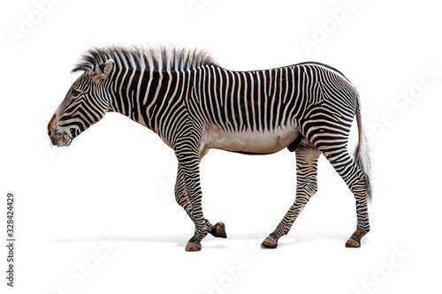 Fototapeta Naklejka Na Ścianę i Meble -  Male Grevys Zebra Walking Profile Isolated