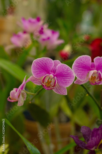 orquídeas púrpuras hermosas en feria