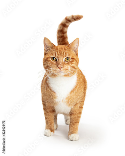 Orange and White Tabby Cat Facing and Looking Forward
