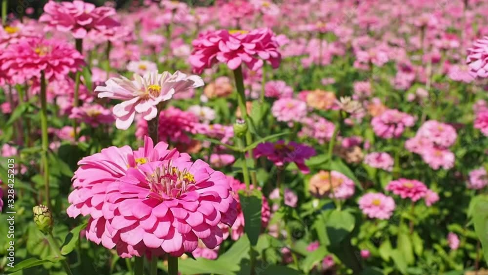 Agricultural field garden beautiful blooming zinnia flower. Agricultural field garden beautiful blooming zinnia flower.