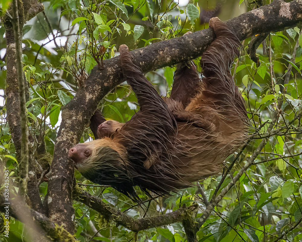 Fototapeta premium Hoffman's two-toed sloths - 7678