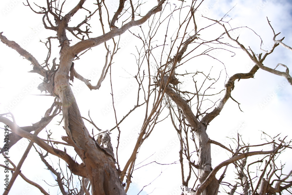 dead trees in sky