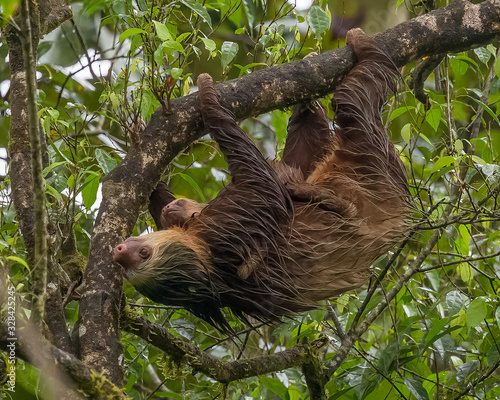 Hoffman's two-toed sloths - 7678 photo