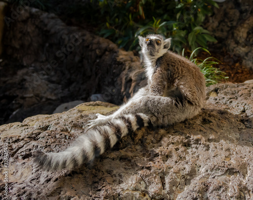 Ring-tailed Lemur sunning in zoological setting.
