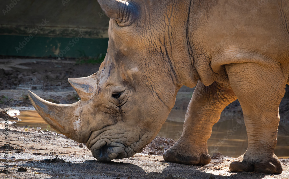 White Rhinoceros eating grass in zoological setting. White Rhinoceros eating grass in zoological setting.