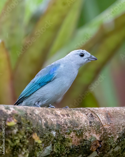 Blue-gray tanager - 8191 © Wally Hampton