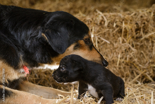 Mother dog take care puppy 