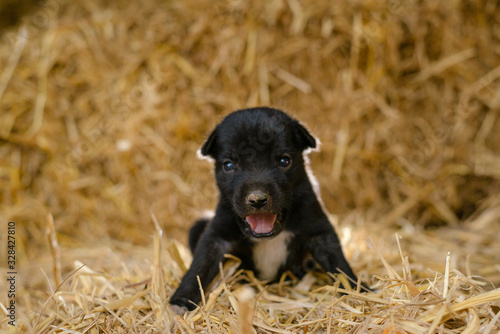 puppy dog cute ready fight
