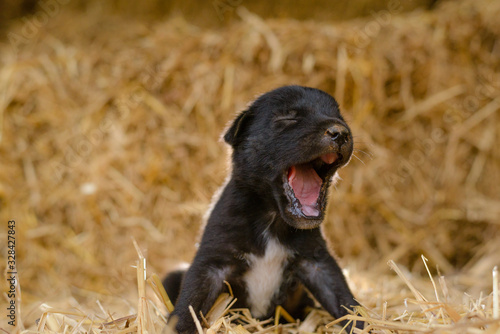 puppy dog Sleepy in fram