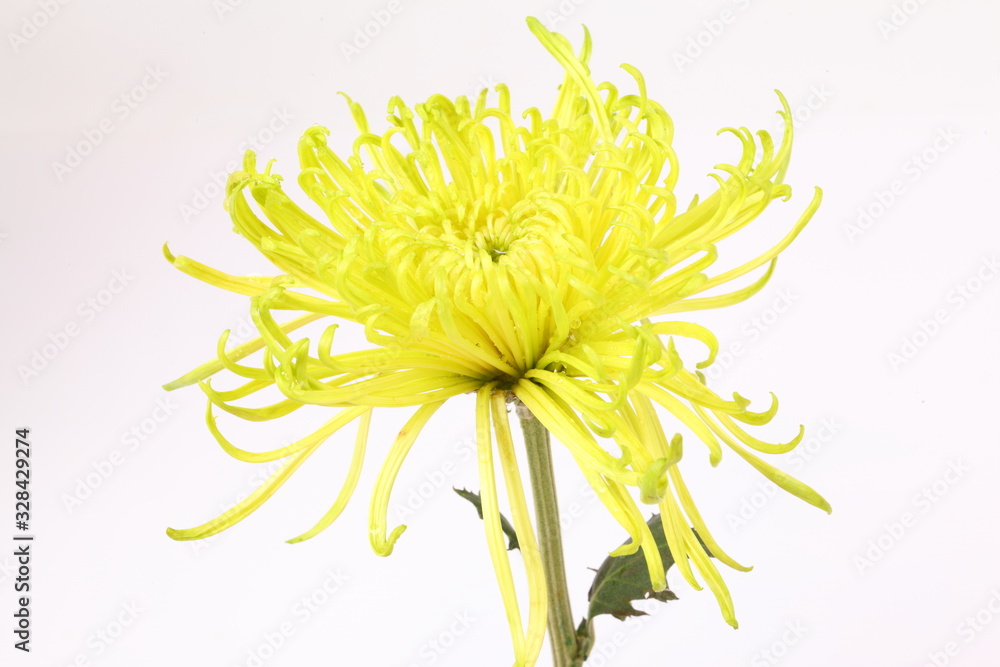 Chrysanthemum anastasia green isolated on white background Stock Photo