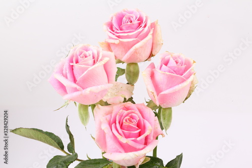 Pink roses isolated on white background