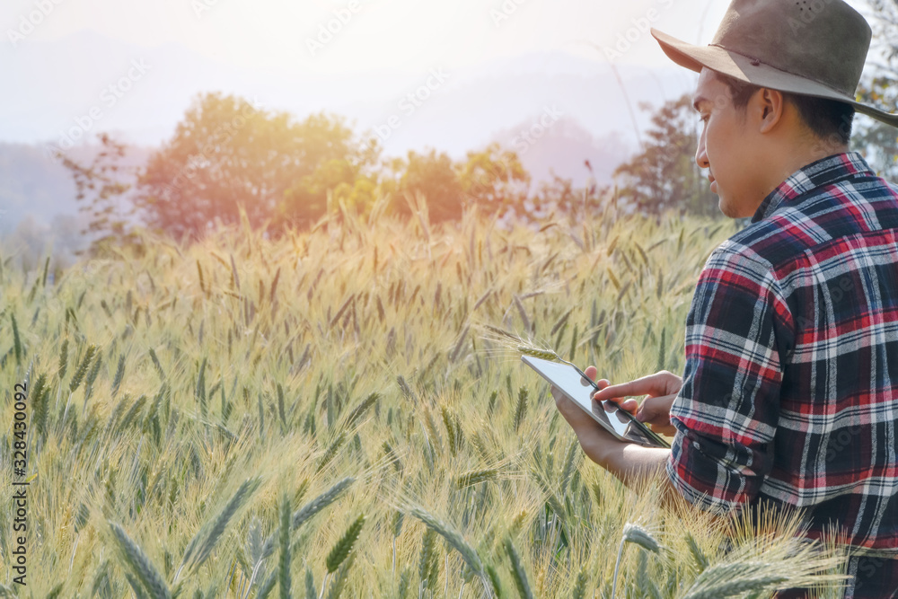 Young men use laptops Research of barley varieties in experimental plots, agricultural and technology concepts. Young men use laptops Research of barley varieties in experimental plots, agricultural and technology concepts.