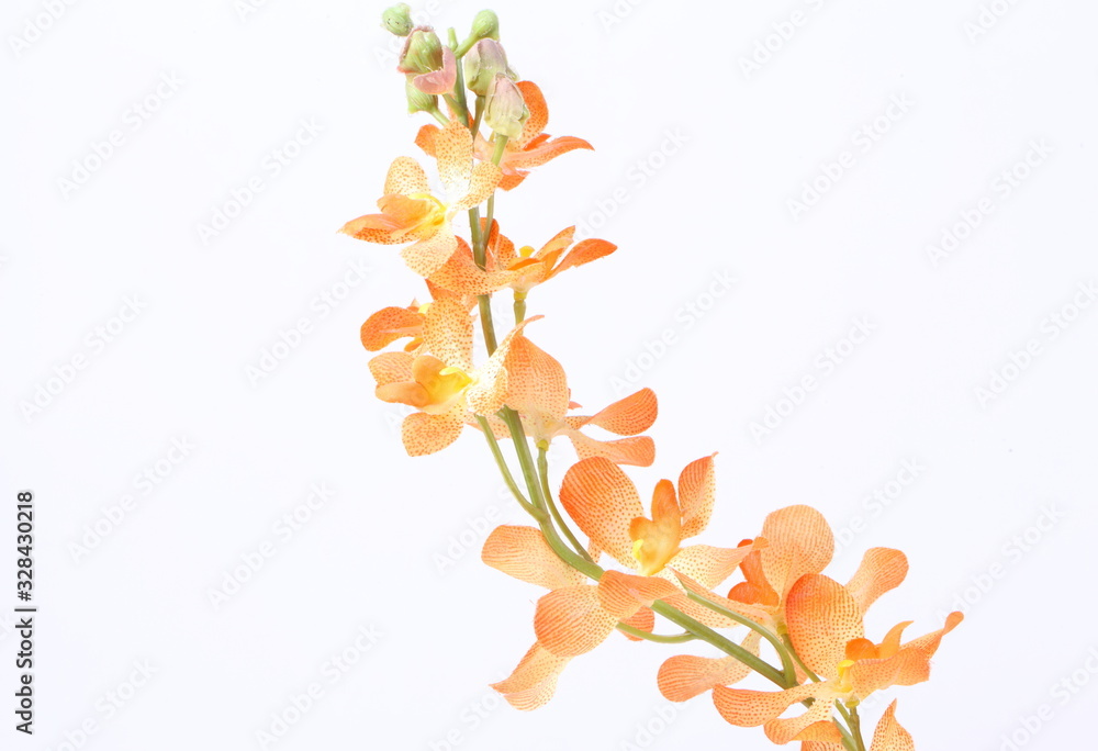 Beautiful orange orchid on a white background Beautiful orange orchid on a white background