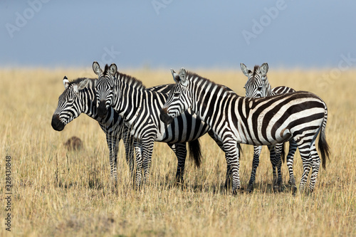 Zebras feeding in grassland at Masai Mara during Migration Month. Kenya, Africa