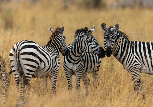 Zebras feeding in grassland at Masai Mara during Migration Month. Kenya  Africa