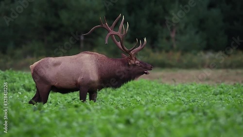 Wallpaper Mural Elk Video Clip in 4k Torontodigital.ca