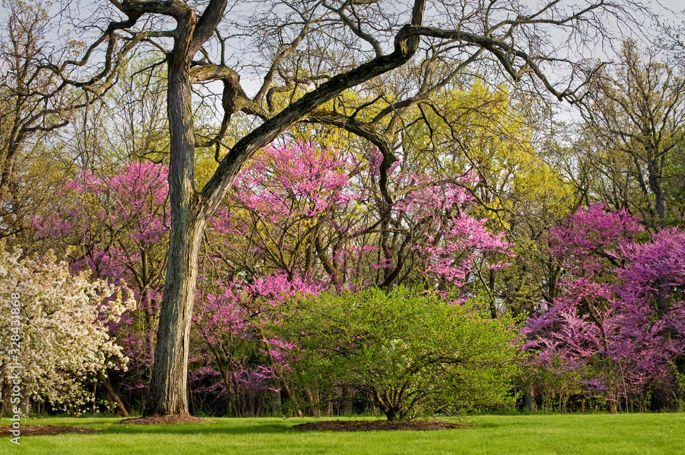 Obraz premium The colors of spring glowing in warm sunset light.