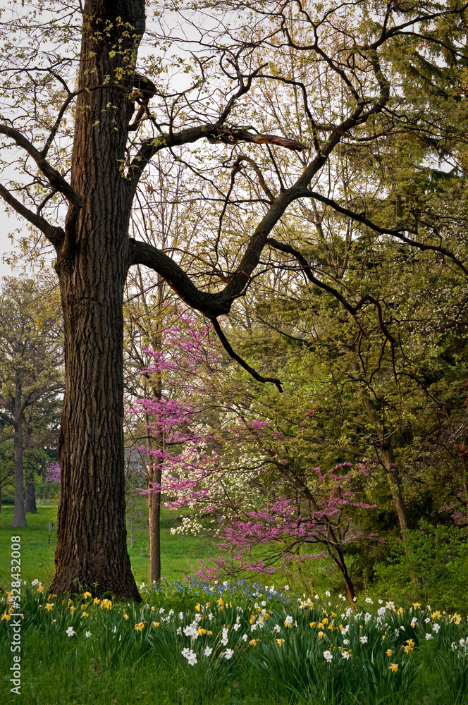 Flowering redbud trees and blooming daffodils add their color to the spring landscape.