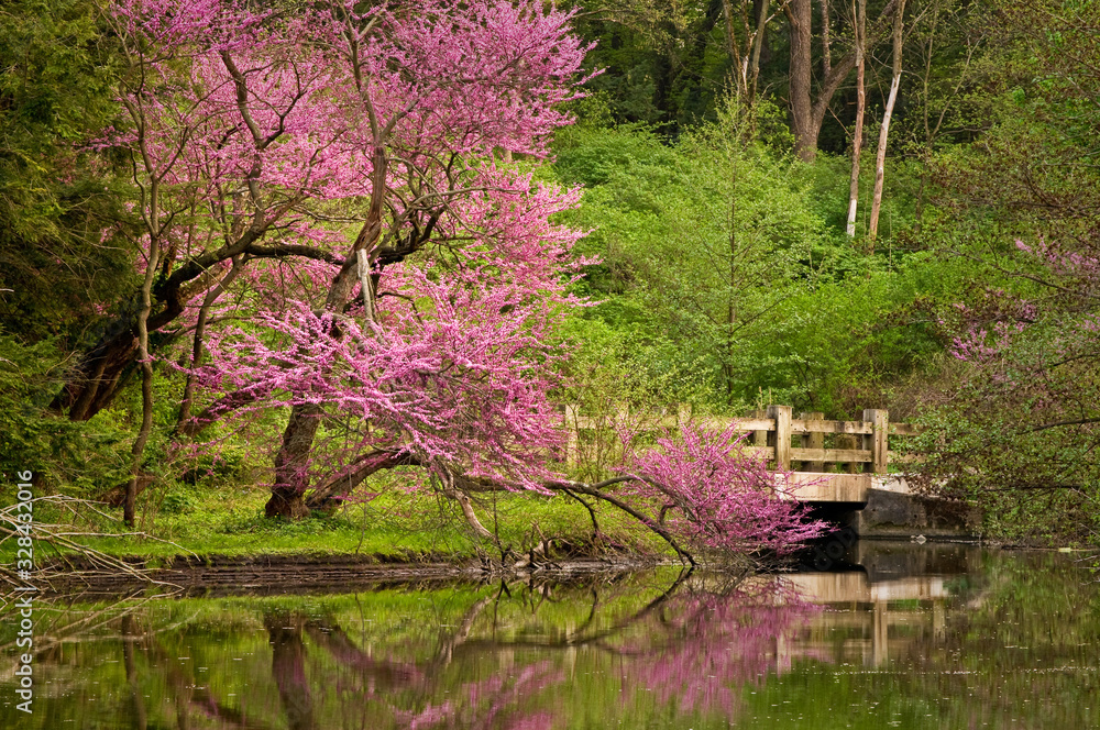 The branches of a flowering redbud tree overhang the banks of a quiet lake one a spring morning. The branches of a flowering redbud tree overhang the banks of a quiet lake one a spring morning.