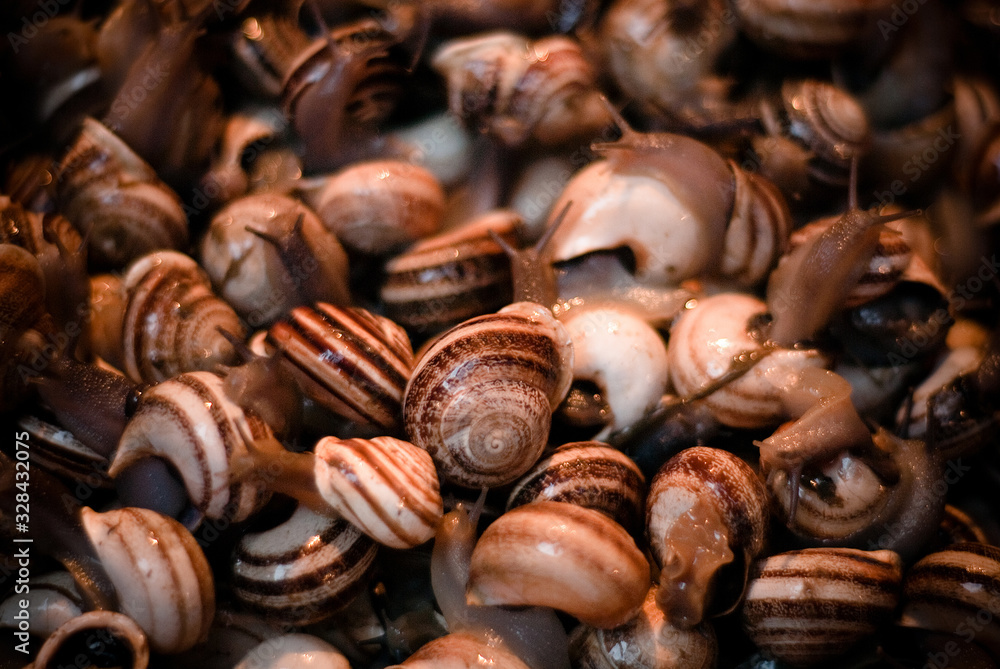 snails for sale at a market in Fes, Morocco snails for sale at a market in Fes, Morocco