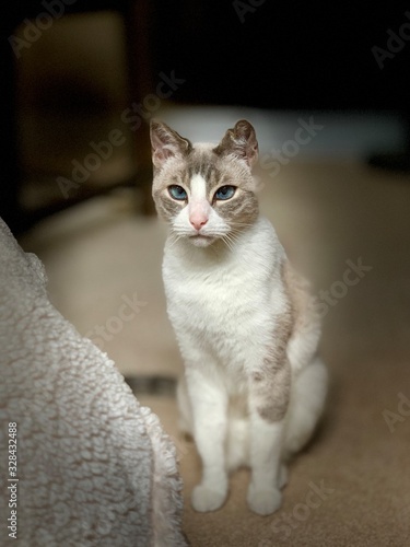 Our Siamese mix cat showing off and knowing it as he poses
