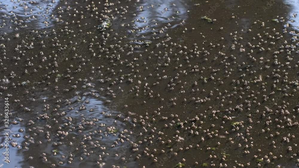 Swarm Of Flies Floating And Flying On The Dirty Pond Water In Firmat, Santa Fe, Argentina - Medium Shot Swarm Of Flies Floating And Flying On The Dirty Pond Water In Firmat, Santa Fe, Argentina - Medium Shot