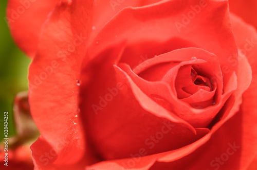 red rose with water drops