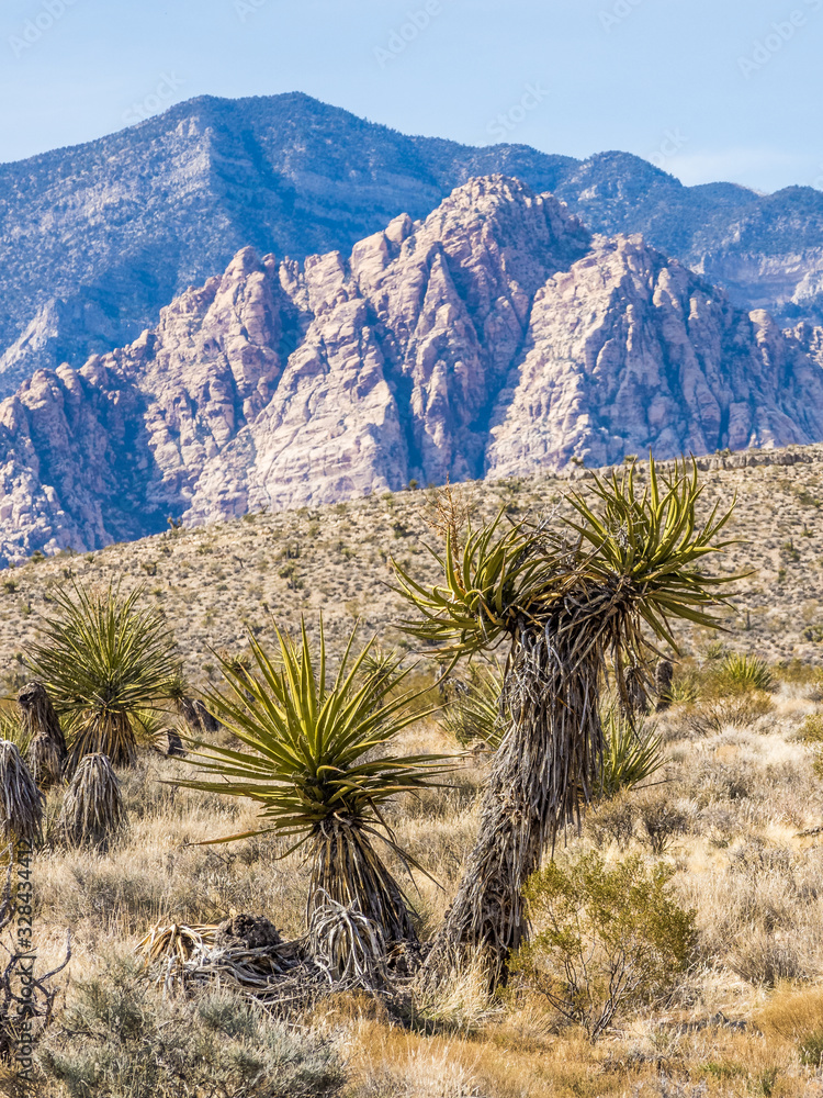Plants of Nevada desert in Red Rock Canyon in Las Vegas area Plants of Nevada desert in Red Rock Canyon in Las Vegas area